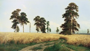 Rye Fields